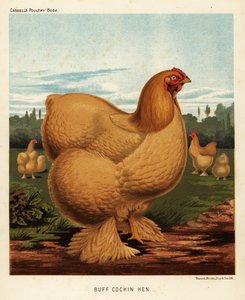 Buff cochin kura autorstwa J. W. (after) Ludlow