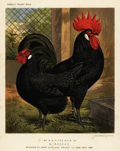 Kury Minorka, kogut i kura, Gallus gallus domesticus