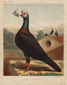 Gołębie: Black Carrier Cock (kolor lito) autorstwa J. W. (after) Ludlow