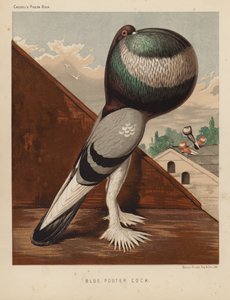 Gołębie: Blue Pouter Cock (kolor lito) autorstwa J. W. (after) Ludlow