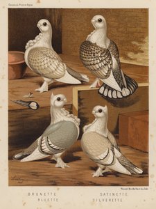Gołębie: Brunetki; Satyna; Bluette; Silverette (kolor lito) autorstwa J. W. (after) Ludlow