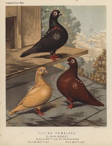 Gołębie: Latające Tumblery, Czyste Nogi, Czarne Nakrapiane lub Różoskrzydłe, Żółte Nakrapiane, Czerwone Nakrapiane (kolor lito) autorstwa J. W. (after) Ludlow
