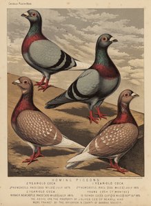 Gołębie: Homing Pigeons (kolor lito) autorstwa J. W. (after) Ludlow