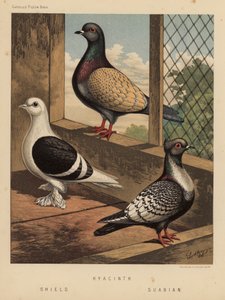 Gołębie: Hiacynt; Tarcza; szwabski (kolor lito) autorstwa J. W. (after) Ludlow