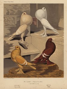 Gołębie: Pigmy Pouters; Isabels, kremowy, biały, żółty, czerwony (kolor lito) autorstwa J. W. (after) Ludlow