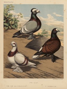 Gołębie: Ksiądz; szwajcarski lub półksiężyc; Fire-Back (kolor lito) autorstwa J. W. (after) Ludlow