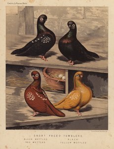 Gołębie: kubki z krótkimi twarzami, czarne nakrapiane, czarne, czerwone nakrapiane, żółte nakrapiane (kolor lito) autorstwa J. W. (after) Ludlow