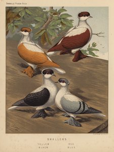 Gołębie: Jaskółki, Żółty, Czerwony, Czarny, Niebieski (kolor lito)