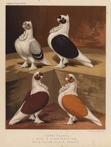 Gołębie: Turbiteny, Niebieskie i Czarne, Czubate, Czerwone i Żółte, Gładkie Głowy (kolor lito) autorstwa J. W. (after) Ludlow