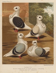 Gołębie: Turbits, Blue Checker and Silver, Shell Crown, Blue, Point Crests (kolor lito) autorstwa J. W. (after) Ludlow