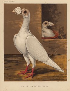 Gołębie: Biały kogut nosicielski (kolor lito) autorstwa J. W. (after) Ludlow