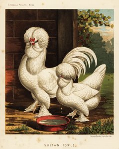Ptactwo sułtańskie, kogut domowy Gallus autorstwa J. W. (after) Ludlow