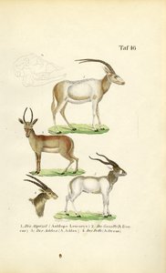 Gatunki antylop afrykańskich autorstwa J. W. Tenhaeff
