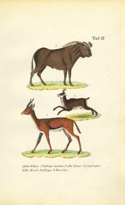 Afrykańska dzika przyroda autorstwa J. W. Tenhaeff
