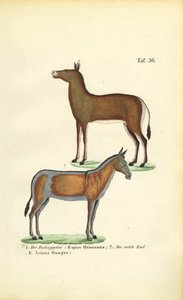 Dzikie konie azjatyckie: Dziggetai i Onager autorstwa J. W. Tenhaeff