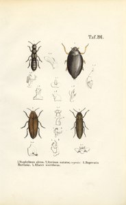  autorstwa J. W. Tenhaeff