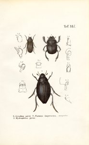  autorstwa J. W. Tenhaeff