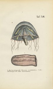 Meduza dzwonowa i meduza baryłkowa autorstwa J. W. Tenhaeff