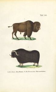  autorstwa J. W. Tenhaeff
