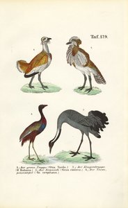 Bustardy i żurawie autorstwa J. W. Tenhaeff