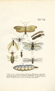 Błonkówki, jętki i termity z etapami rozwoju autorstwa J. W. Tenhaeff