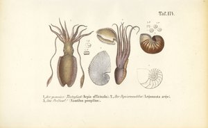  autorstwa J. W. Tenhaeff