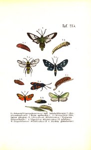  autorstwa J. W. Tenhaeff