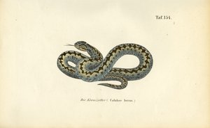 Wspólny europejski adder autorstwa J. W. Tenhaeff