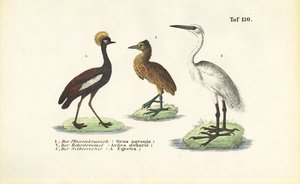 Żurawie i czaple autorstwa J. W. Tenhaeff