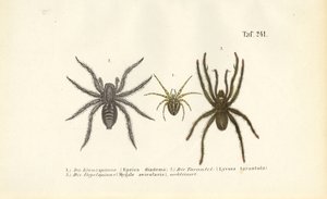  autorstwa J. W. Tenhaeff