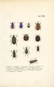 Różnorodność europejskich gatunków chrząszczy autorstwa J. W. Tenhaeff