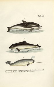 Delfiny i narwal autorstwa J. W. Tenhaeff