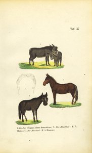 Osioł domowy, muł i kuc autorstwa J. W. Tenhaeff