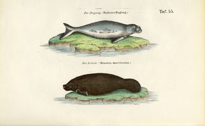 Dugong i manat autorstwa J. W. Tenhaeff