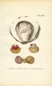 Jadalne ostrygi i przegrzebki autorstwa J. W. Tenhaeff