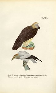 autorstwa J. W. Tenhaeff