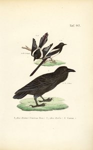 autorstwa J. W. Tenhaeff