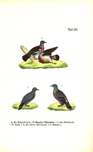 Dzikie gołębie europejskie autorstwa J. W. Tenhaeff