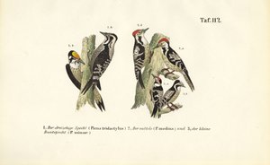 Gatunki dzięciołów europejskich autorstwa J. W. Tenhaeff
