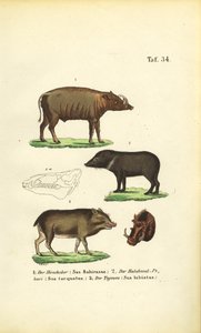 Egzotyczne gatunki świń: Babirusa, pekari obrożny i pekari białobrzuchy autorstwa J. W. Tenhaeff