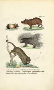 Gryzonie egzotyczne autorstwa J. W. Tenhaeff