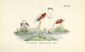  autorstwa J. W. Tenhaeff