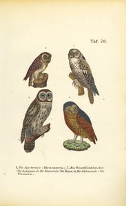  autorstwa J. W. Tenhaeff