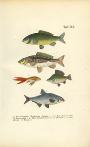 Ryby słodkowodne z rodziny karpiowatych autorstwa J. W. Tenhaeff