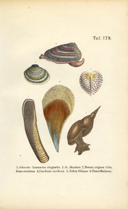 Ślimaki słodkowodne i małże morskie autorstwa J. W. Tenhaeff
