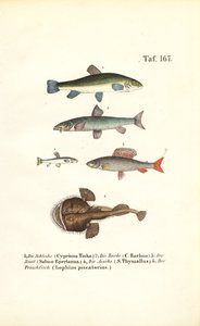 Ryby słodkowodne i morskie autorstwa J. W. Tenhaeff