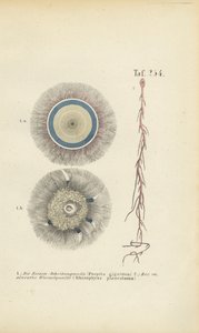 Gigantyczny niebieski guzik i czerwona meduza korzeniowa autorstwa J. W. Tenhaeff