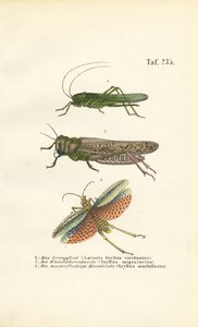  autorstwa J. W. Tenhaeff