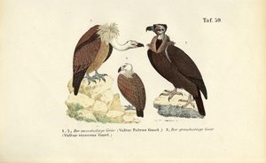  autorstwa J. W. Tenhaeff
