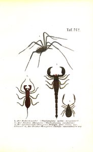Harvestman i Scorpions autorstwa J. W. Tenhaeff